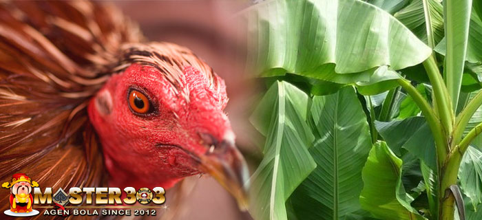 Pupus Gedang Bagi Ayam Bangkok