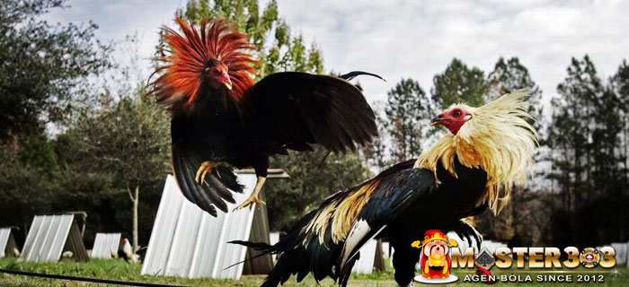 Ayam Bangkok Wiring Galih Katuranggan