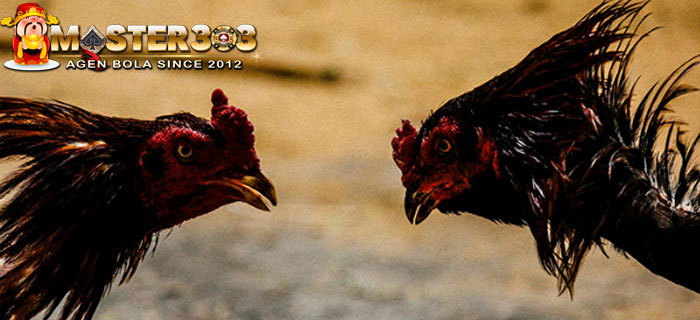 Ciri Kepala dan Mata Ayam Bangkok