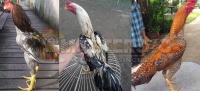 Katuranggan Warna Bulu Ayam Bangkok