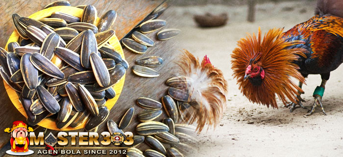 Manfaat Kuaci Bagi Ayam Bangkok