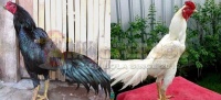Katuranggan Warna Bulu Ayam Bangkok