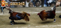 Modal Penting Ayam Bangkok