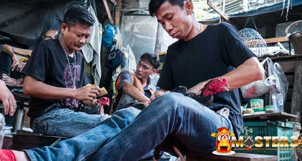 beli ayam bangkok