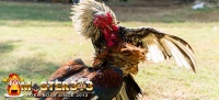Jenis Teknik Tarung Ayam Bangkok