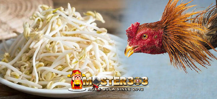 Manfaat Toge Bagi Ayam