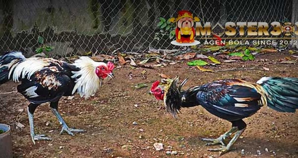 membentuk otot tubuh ayam