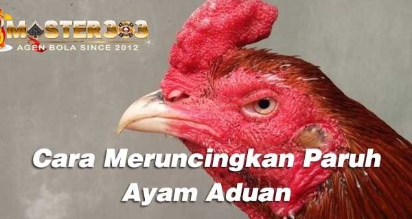 meruncingkan paruh ayam aduan