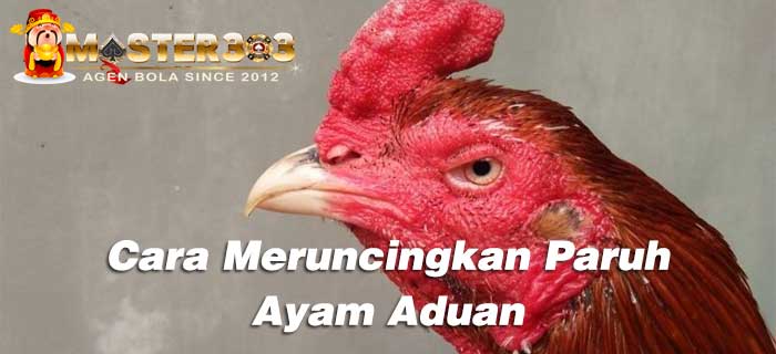 meruncingkan paruh ayam aduan