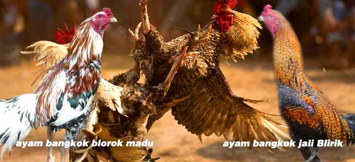 ayam bangkok Jali Blirik