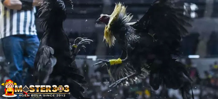 Ayam Bangkok Kaki Hitam