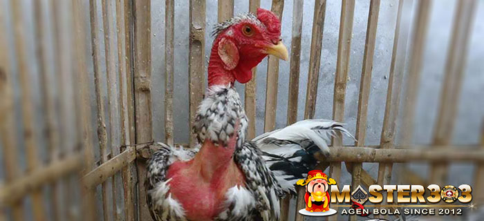 Ayam Olagan Petarung Asli
