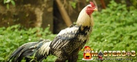Ayam Pama Kradungtong Petarung