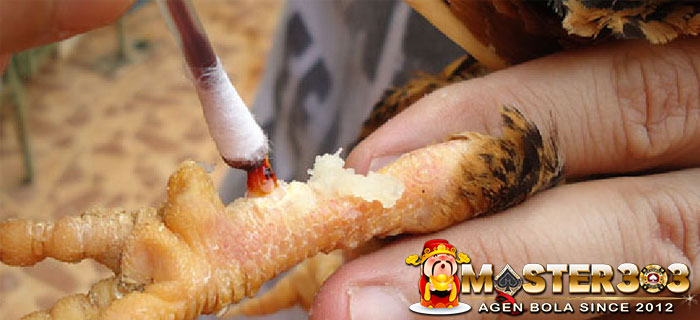 Tips Memotong Taji Ayam
