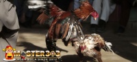Ayam Bangkok Teknik Bertahan
