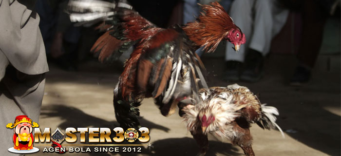 Ayam Bangkok Teknik Bertahan