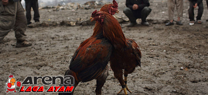 Ciri Leher Ayam Bangkok