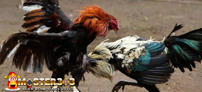 Jadikan Ayam Bangkok Tahan Pukul