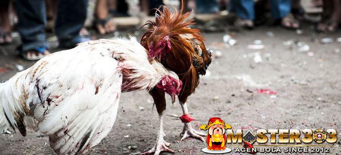 Jenis Pukulan Ayam Bangkok