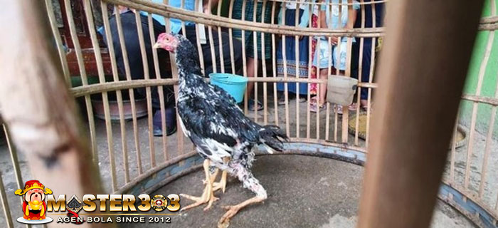 Kemunculan Ayam Siliwangi Kaki Empat