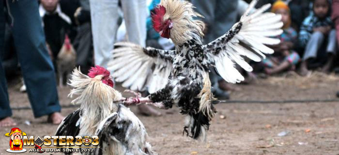 Memilih Keturunan Ayam Bangkok