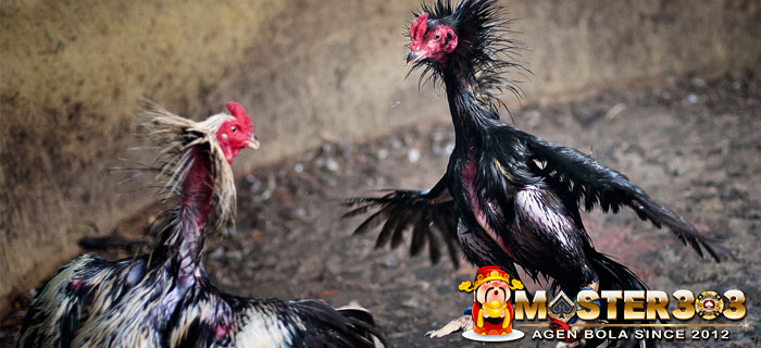 Mengetahui Kekuatan Lawan Ayam