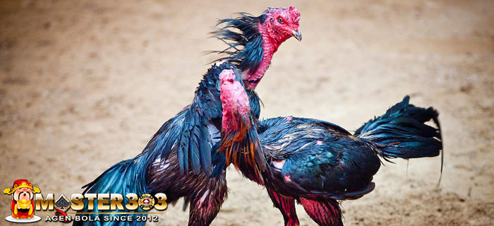 Tips Menguatkan Leher Ayam
