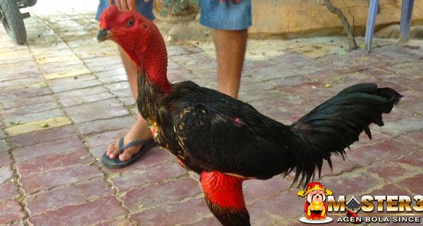 Ciri Ayam Ganoi Petarung