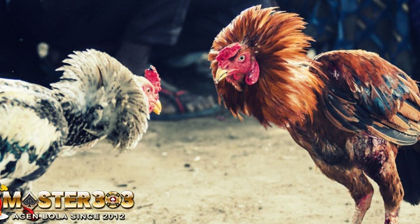 Kehebatan Ayam Bangkok