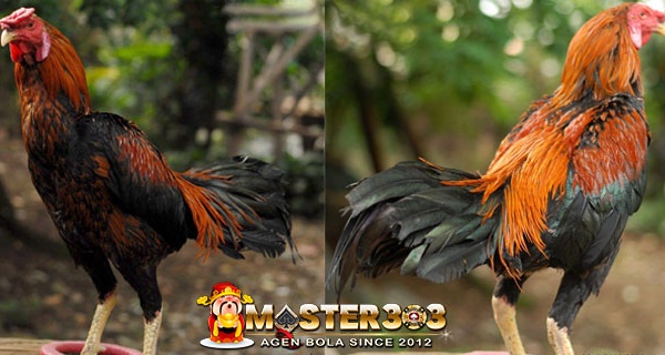 Kehebatan Ayam Makhoy Petarung